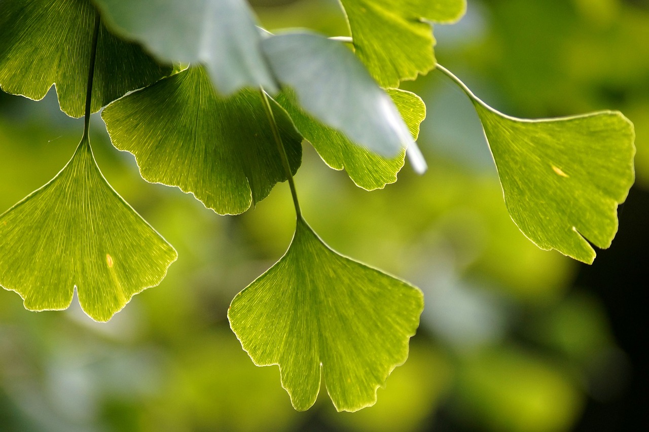 Ginko